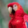 Ara arakanga - Ara macao - Scarlet Macaw o3953